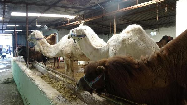 Devenin sucuğundan sonra diline büyük ilgi! İdrar kaçırma hastalığına iyi geliyor - Resim: 1