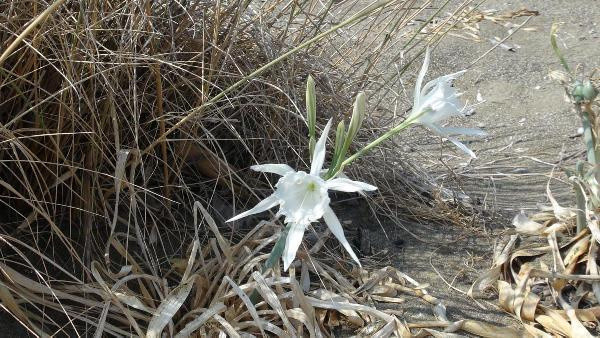 Kum zambaklarını koparmanın cezası 73 bin TL - Resim: 0