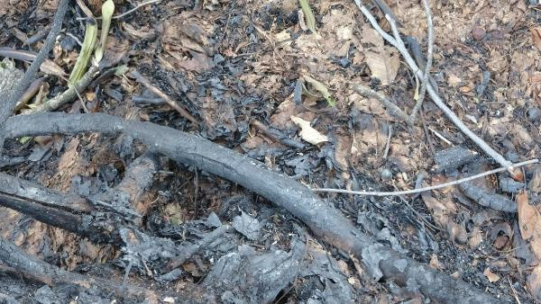 Doğu Karadeniz'de kuraklık arttı! Yangın uyarısı geldi - Resim: 0