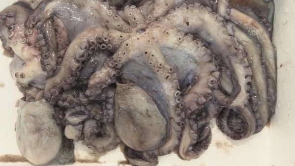 Zengin sofraların yiyeceğiydi! Kilosu 55 liraya düştü - Resim: 1