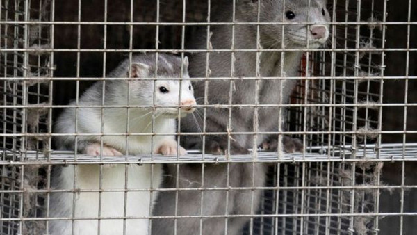 Dünya Hayvan Sağlığı Örgütü açıkladı! İşte koronavirüs bulaştıran hayvanlar - Resim: 2