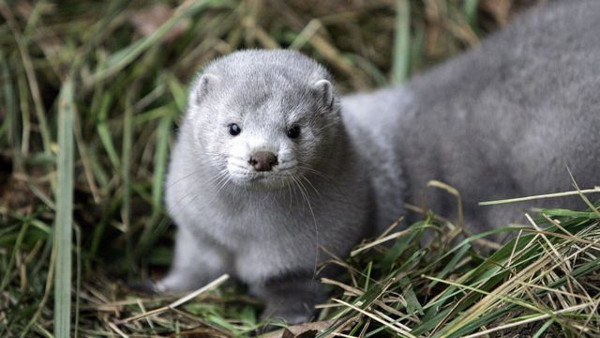 Dünya Hayvan Sağlığı Örgütü açıkladı! İşte koronavirüs bulaştıran hayvanlar - Resim: 0