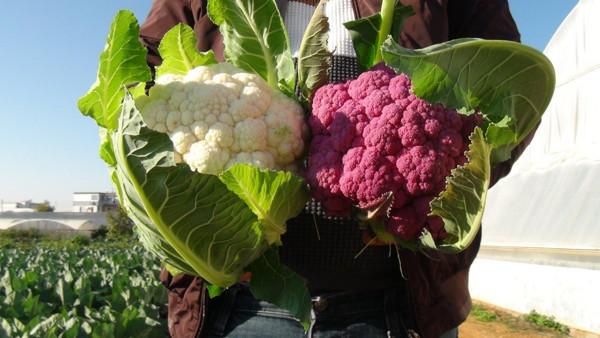 Antalya'da görenler şaşkına döndü! Fiyatı bakın ne kadar - Resim: 0
