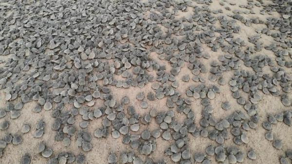 Brezilya'da binlercesi sahile akın etti! Görenler şaşkına döndü - Resim: 0