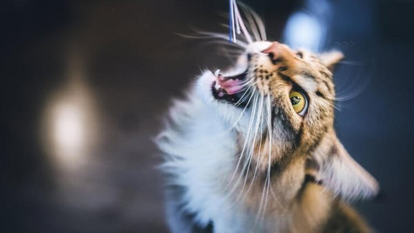 Çinliler bunu da yaptı! Bir ilk oldu hızla büyüyor - Resim: 0