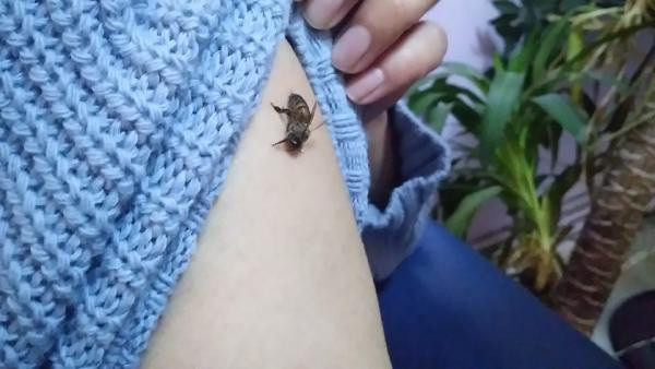 Koronavirüse iyi geldiğini öne sürüp, kendilerini bal arılarına ısırtıyorlar - Resim: 1