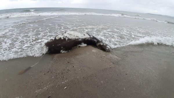 Aydın'da dehşete düşüren görüntü! Sahile inenler korkuya kapıldı! - Resim: 1