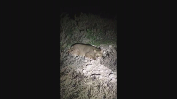 Aydın'da kameralara takıldı ilk kez görüntülendi! Nesli tükenmek üzere - Resim: 0