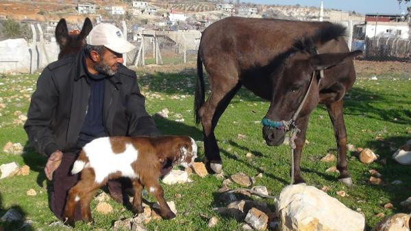 Adıyaman'da eşek ve oğlağı gören inanamadı: Bu durum bizi şaşkına çevirdi - Resim: 0