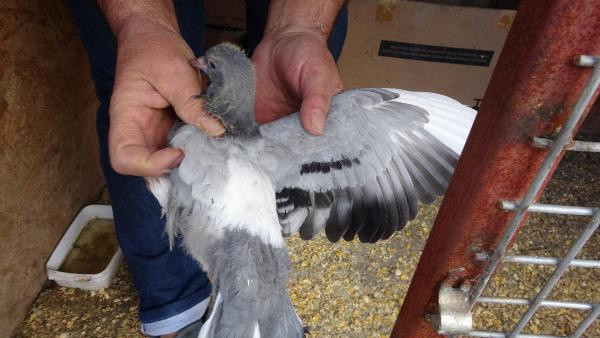 Aydın'da milyonda bir görülen olay: İlk kez böylesini gördüm - Resim: 0