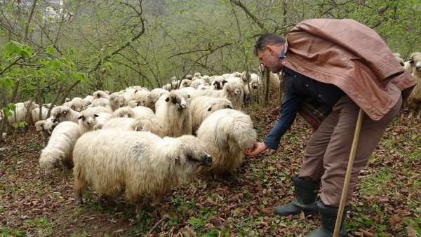 Ordu'da bakımını özel olarak yapıyor: 50 bin TL verseler satmam - Resim: 0
