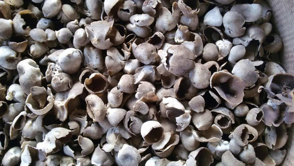 Mersin'de kilosu 30 liraya satılıyor! Duyanlar ormana koştu - Resim: 0