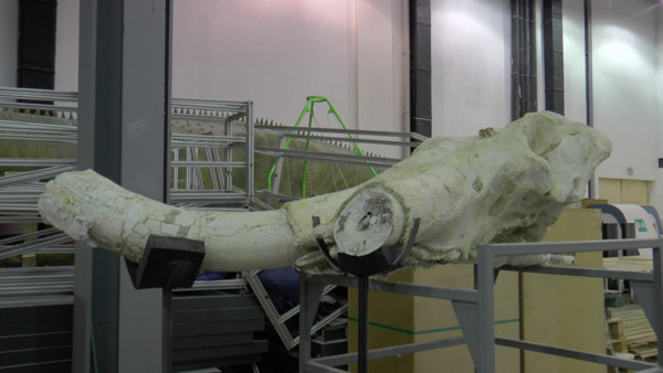 7,5 milyon yıllık! Dünyada eşi benzeri yok Kayseri'de tek parça halinde bulundu! - Resim: 0