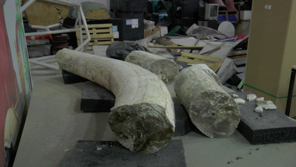 7,5 milyon yıllık! Dünyada eşi benzeri yok Kayseri'de tek parça halinde bulundu! - Resim: 1