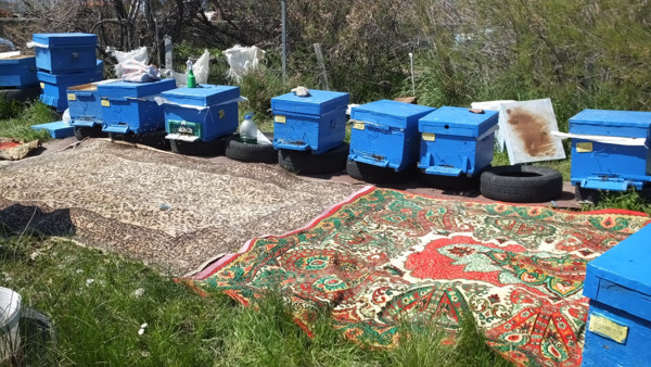 Balıkesir'de arı kovanlarının önüne halı serdi! Sebebini duyan şaştı kaldı - Resim: 0