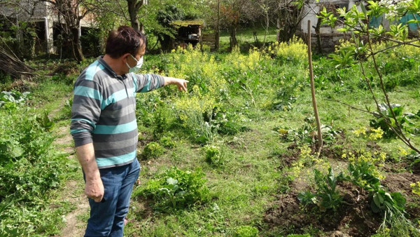Samsun'da tarlada lahana toplarken dehşet! Feryatları yürek dağladı - Resim: 0