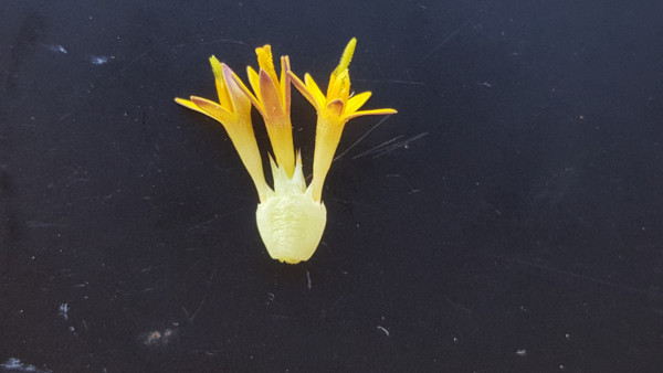 Van'da keşfedildi sayısı 19'a çıktı! Babillerde saray yemeği olarak kullanılıyordu - Resim: 2