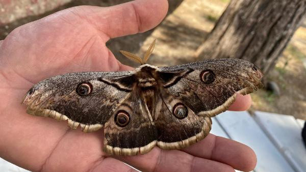 Osmaniye'de dünyanın en güzel kelebeğini buldu: İlk defa gördüm ve çok şaşırdım - Resim: 1