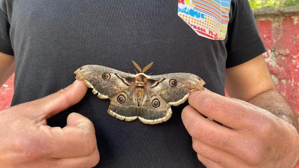 Osmaniye'de dünyanın en güzel kelebeğini buldu: İlk defa gördüm ve çok şaşırdım - Resim: 0
