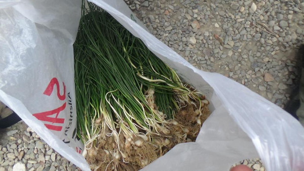 Batman'da dağlarda yetişiyor her derde deva oluyor! Fiyatını duyan inanamadı - Resim: 0