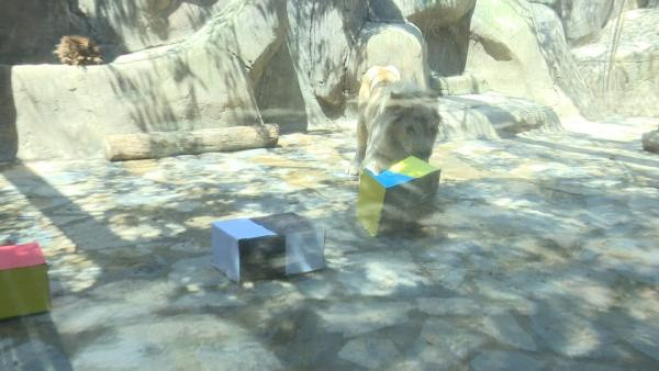 Kâhin Beyaz Aslan Pamuk’un şampiyonluk tahmini: Fenerbahçe - Resim: 1