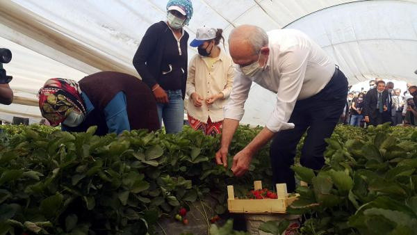 CHP lideri Kemal Kılıçdaroğlu, Aydın'da çilek hasadı yaptı - Resim: 0