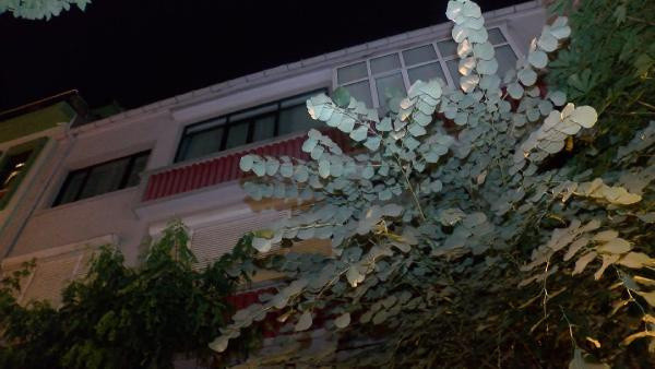 THY'yi yasa boğan ölüm! Genç pilot balkondan düşerek hayatını kaybetti - Resim: 0