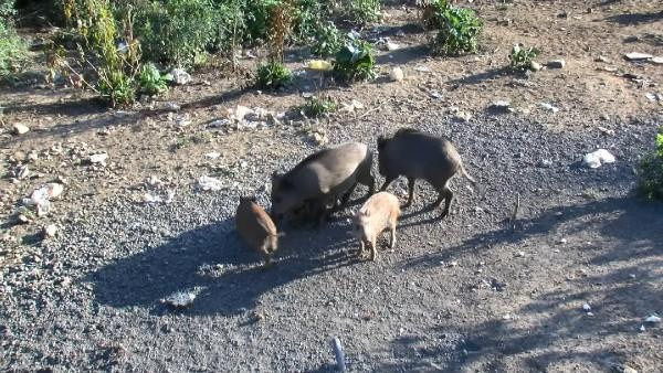 İstanbul'da 5 yıl önce başladı! Gören telefona sarıldı! Her gün izlemeye geliyorlar - Resim: 0