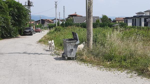 Sakarya'da vahşet! Kadın ve erkek cesetleri 13 parçaya bölündü: Başları... - Resim: 1