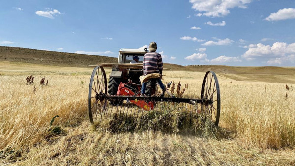 Ağrı'da kuraklık kabusu! Tarlalar kurudu: Bu sene 100 balya alabildik - Resim: 1