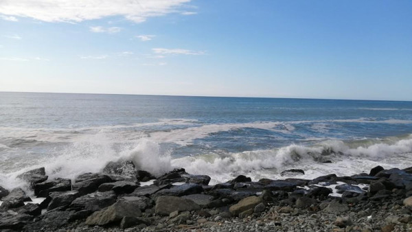 Rize'de görenler paniğe kapıldı: Çok şükür korkulan değilmiş - Resim: 0