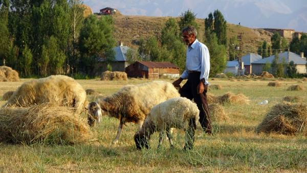 Hakkari'de 2 gece bekledi! Bataklığa saplanınca hayatı değişti - Resim: 1