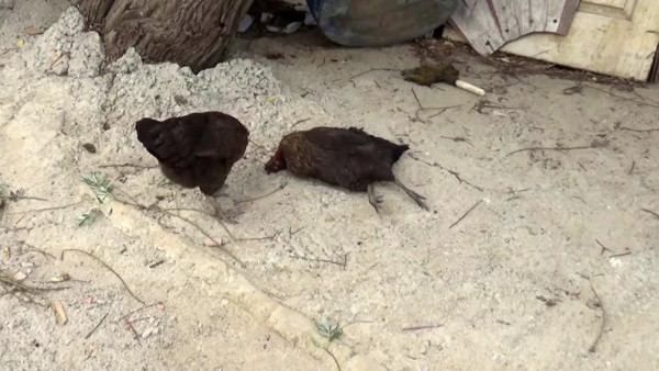 İstanbul'da tehlike saçan görüntü! İBB ilgilenmedi: Sivilceler çıkıyor kaşıntı yapıyor - Resim: 0