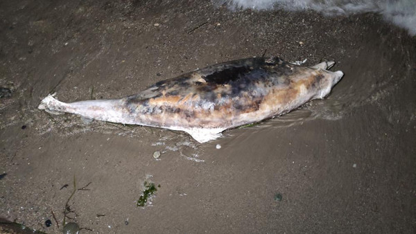 Bursa'da gören telefona sarıldı! Herkes ceset sandı gerçek ise bakın ne çıktı - Resim: 0