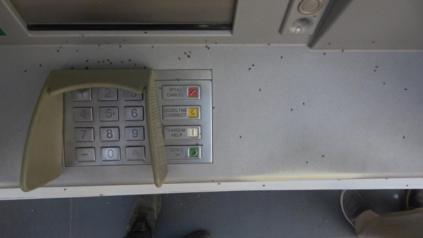 Kırklareli'nde ortaya çıktı! Her yeri istila etti: Camları açamaz oldular - Resim: 0