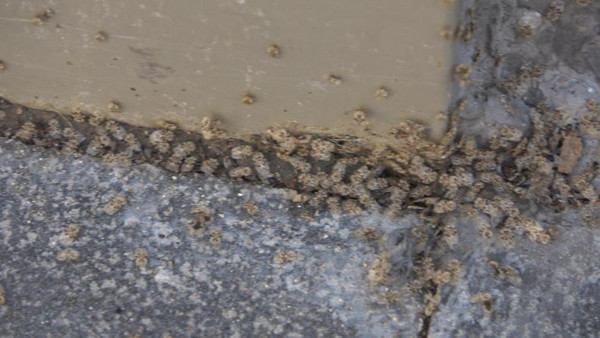 Kırklareli'nde ortaya çıktı! Her yeri istila etti: Camları açamaz oldular - Resim: 1