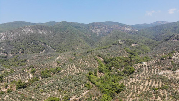 Balıkesir Kazdağları’nda yanan ormanlar havadan görüntülendi - Resim: 0