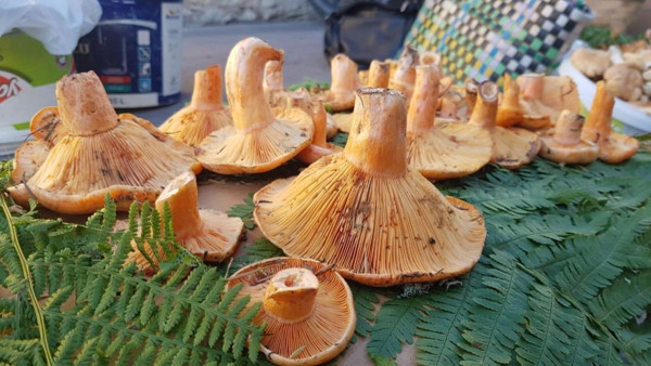 Kilosu 50 TL! Karabük'te yağış sonrası ortaya çıktı: Bir nevi antibiyotik niyetinde - Resim: 0