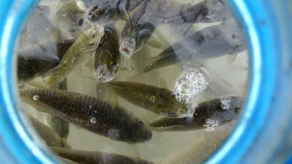 Edirne'de tesadüfen kanalda gördü! Tek tek pet şişelere doldurdu - Resim: 1