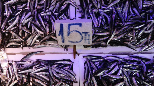 Karadeniz'de tezgahlar vatandaşın yüzünü güldürdü! İşte balık fiyatları... - Resim: 1