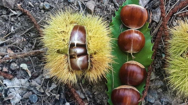 Çanakkale'de sabah erkenden toplayıp kilosunu 10 TL'ye satıyorlar! Gelir kapısı oldu - Resim: 0