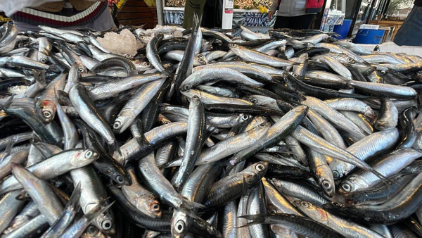Hamsi ucuzladı vatandaş tezgahlara akın etti: İşte fiyatı... - Resim: 0