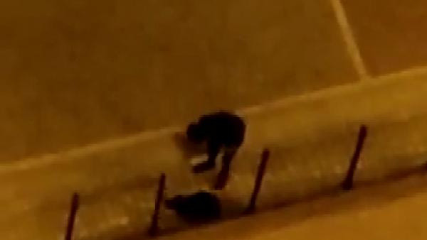 Böyle vicdansızlık görülmedi! Esenyurt'ta köpeği tekme tokat dövdü - Resim: 0