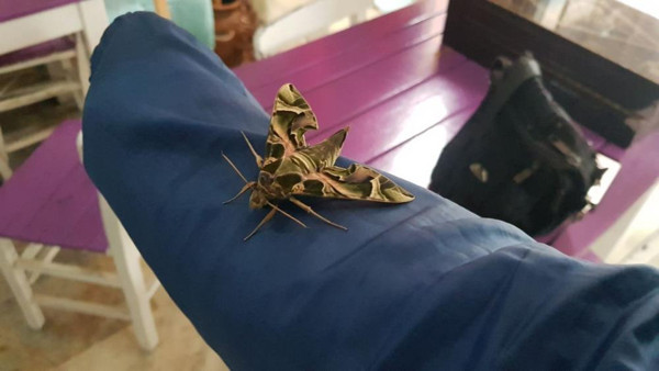 Antalya'da kafede görünce şaştı kaldı: Dünyada nadir görülüyor: Şans olarak değerlendiriyorum - Resim: 0