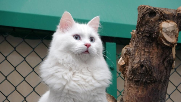 100 yavru Van kedisi dünyaya geldi! Ücret karşılığında sahiplendirdik. - Resim: 0