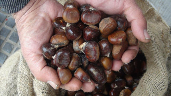Kilosu 30 TL olan kestaneyi sakın almayın! Çin'den getiriliyor: Meğer... - Resim: 0