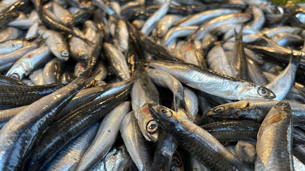 Hamsi Gürcistan'a kaçtı, vatandaşlar hasret kaldı - Resim: 0