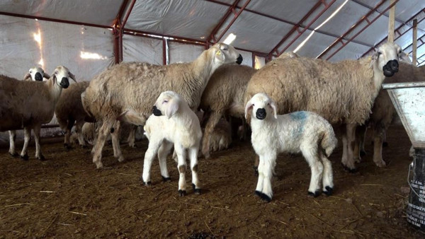 5 bin TL maaşa çalışacak eleman bulamayınca işin başına kendi geçti! Gelen 1 ay durup geri gidiyor - Resim: 0