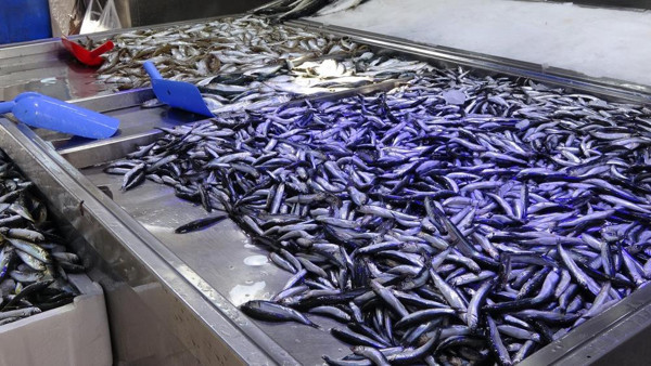 Hamsinin fiyatı fırladı! Tezgahları gören inanamadı: Elektrik faturası belimizi büküyor - Resim: 0