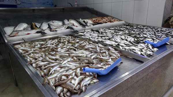 Karadeniz'de hamsi bitti! Balık fiyatları cepleri yakıyor: Öncekiler gibi satışımız yok - Resim: 0